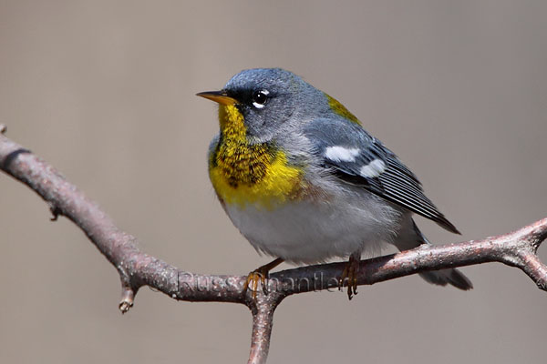 Northern Parula © Russ Chantler